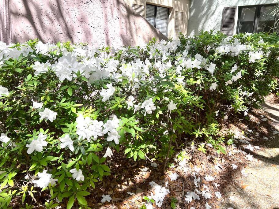 힐튼 헤드 아일랜드 New Pics! Harbour Town 3Br/3Ba - Pool Access - Book Now 빌라 외부 사진